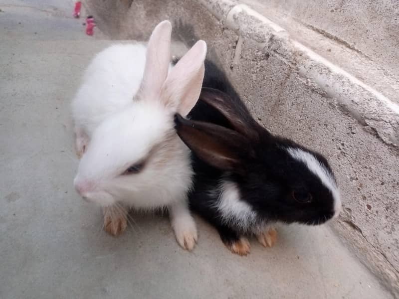 2 pair rabbit 3