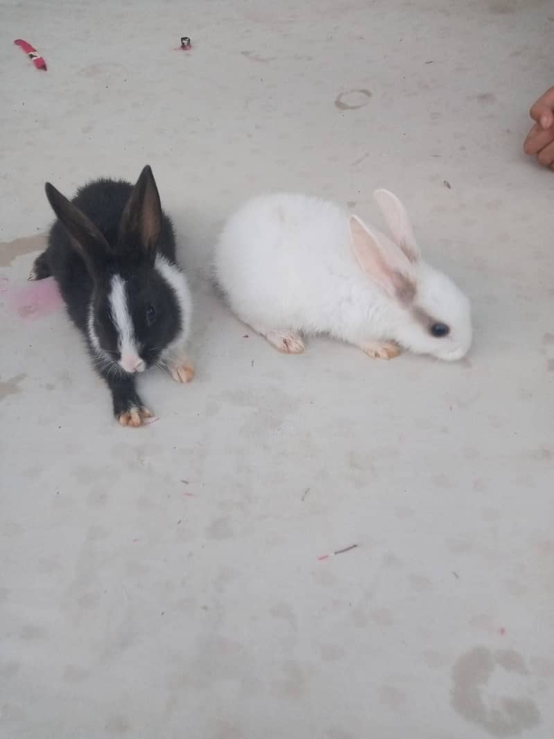 2 pair rabbit 4