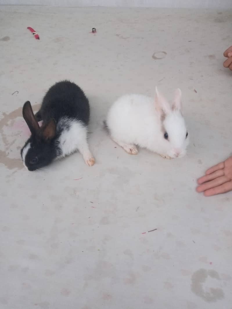 2 pair rabbit 5