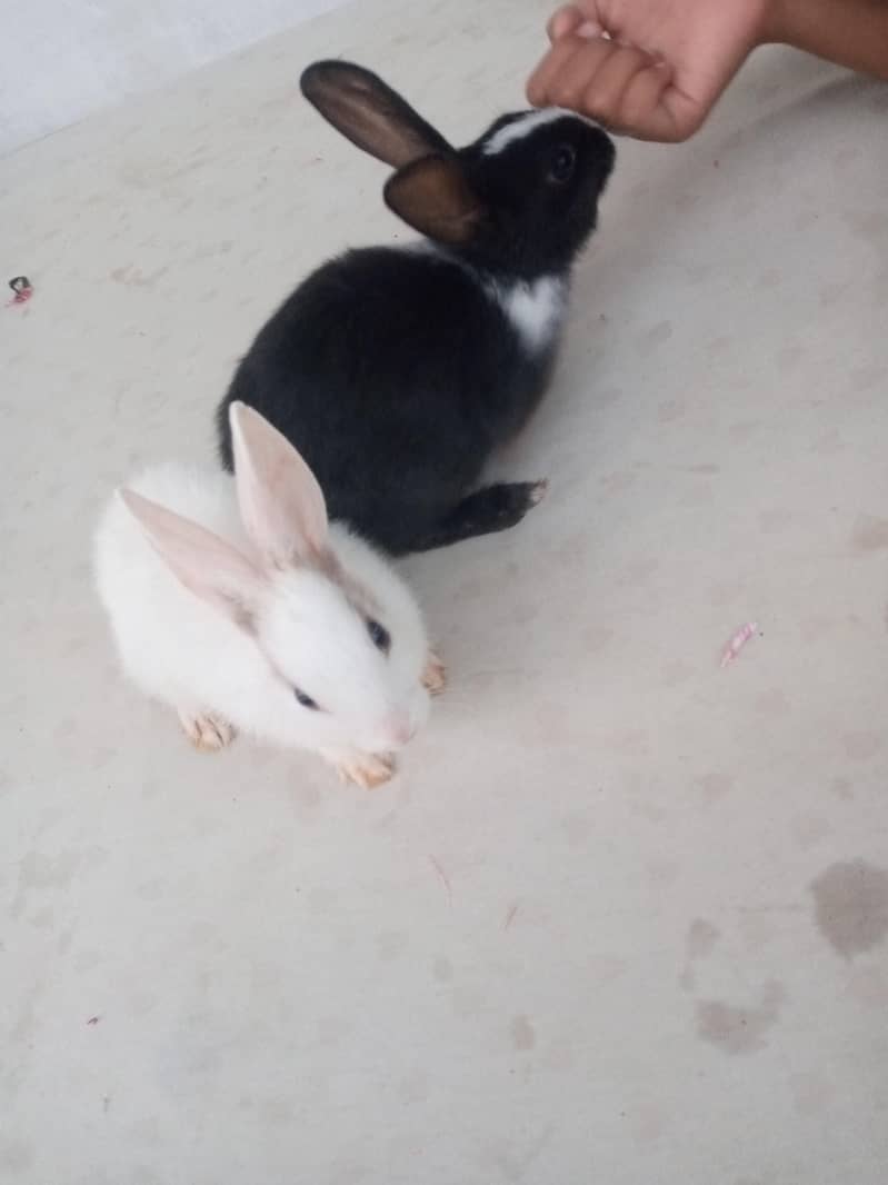 2 pair rabbit 7