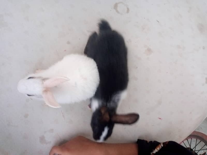 2 pair rabbit 8