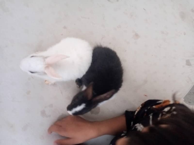 2 pair rabbit 9