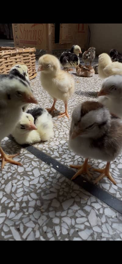 Aseel Chicks Mushky - Age 7 days - 20 chicks available
