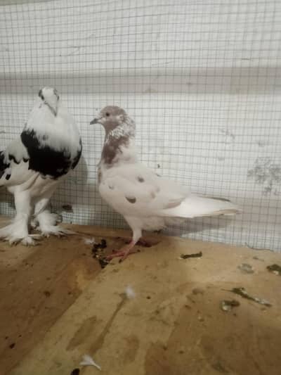 PAPER WHITE BREEDER RASER PAIR, BREEDER GHUBARA MALE, BREEDER LAKHI