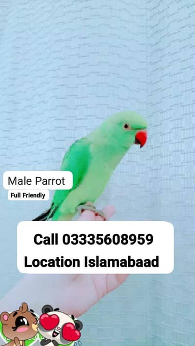 Hand Tamed Full Friendly Green Ring Neck Male Parrot Jumbo Size