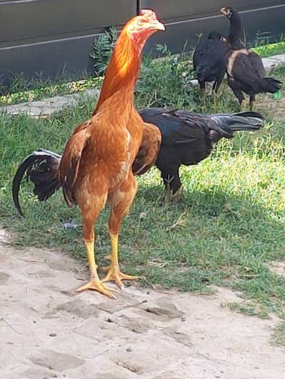 game wala ptha  change possible