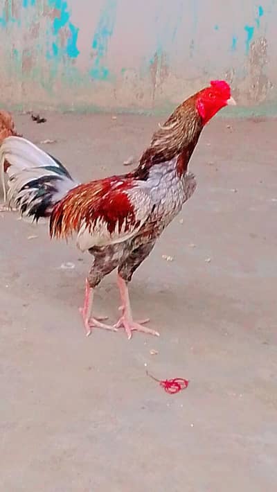 best . aseel panjab ki