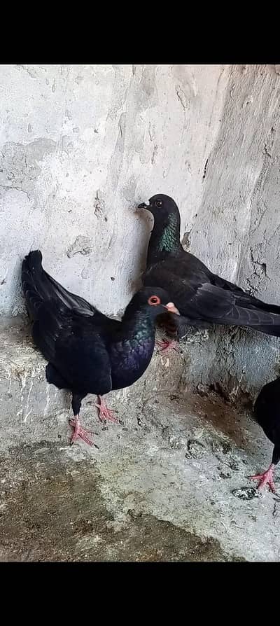 ketly Gandy dar mena