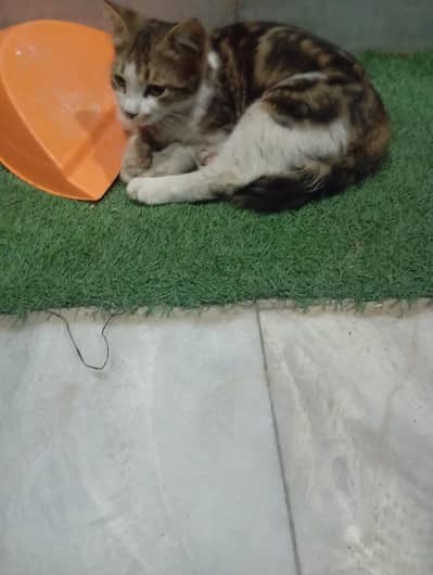 I found this cat on street