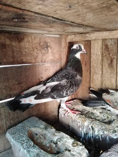 3  kabootar  1 pair for sale whatsup nbr 03084970434