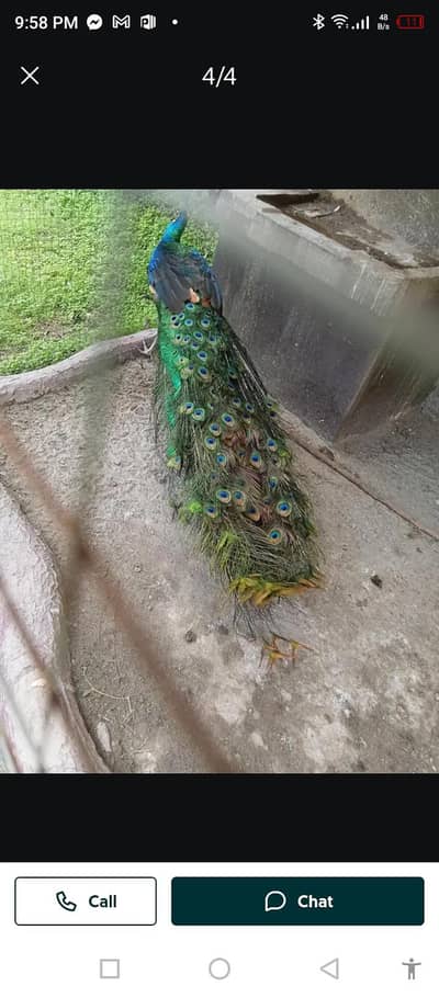 indian peecock for sale