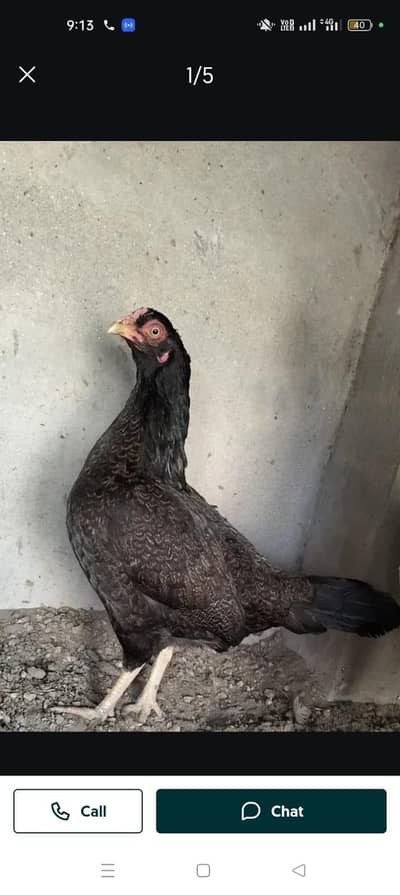 amroha high quality 03154000049