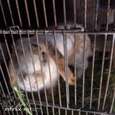 3 females or AK male