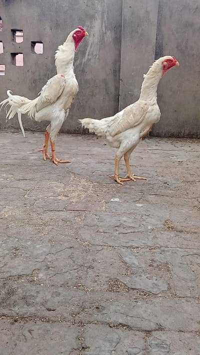 King size o White Shamo pair for sale, mobile no 03214272302