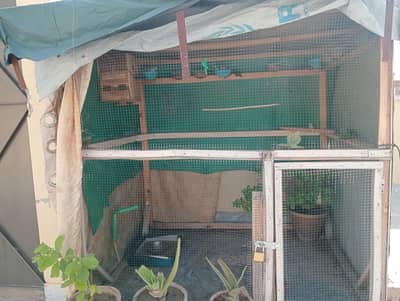 diamond dove birds and cages