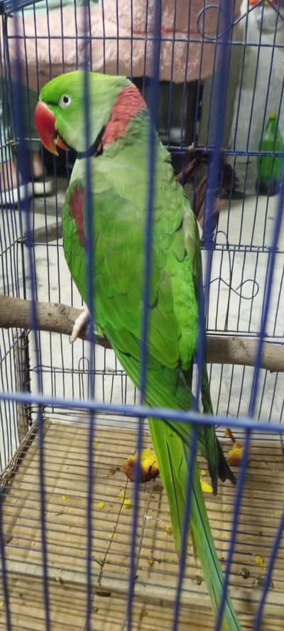 breeder Male parrot