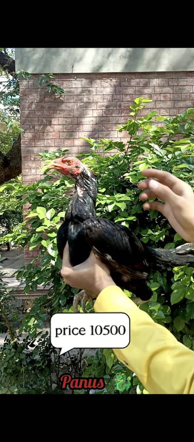 high Class Females Available  Ready To Breed