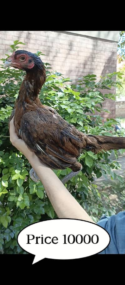 high Class Females Available  Ready To Breed