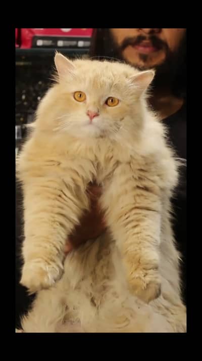 Persian cat | triple coat | Persian Male cat for sale