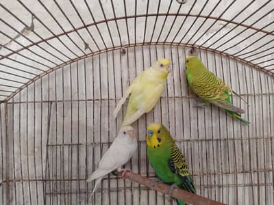budgies sale