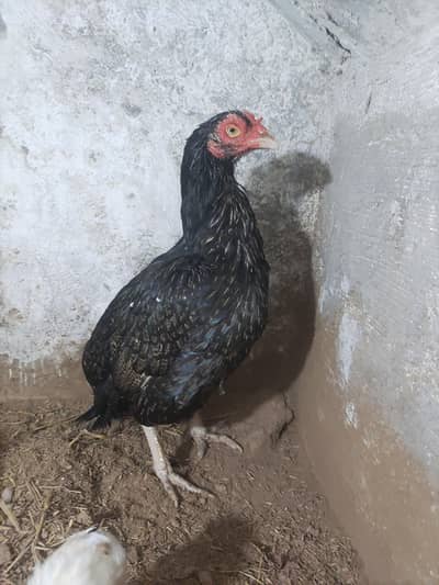 full high quality aseel chicks for sale (03178910741)
