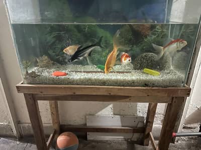 Two Goldfish Two koifish one cat fish and one Small. fish