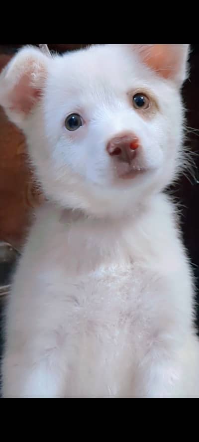 Russian dog for sale