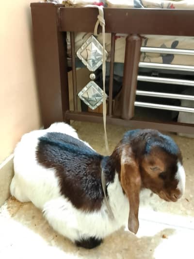 Goat for sale what's app per rabta kare 0303-2077928