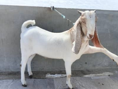Bakray Goats available for sale