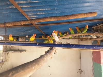 different types of birds