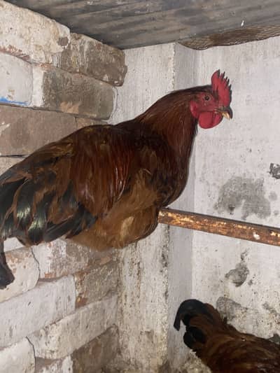 RIR MALE FOR SALE AVAILABLE