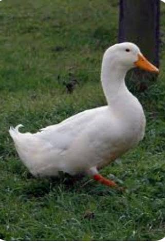 PAPER WHITE BREEDER DUCKS PAIR FOR SALE