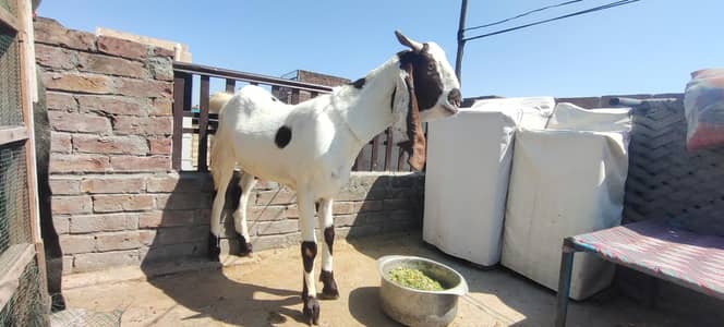 qurbani 2026 sub janwar available