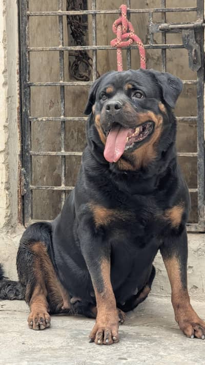 rottweiler confrm breeder female looking for new home 