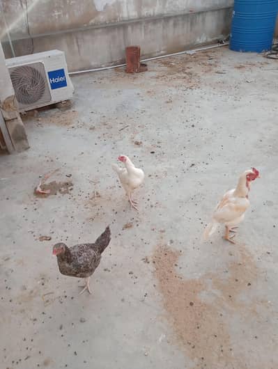 aseel heera pair and java female