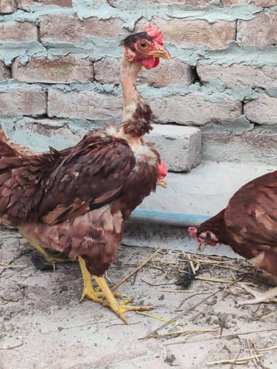 Egg lying Hens for sale