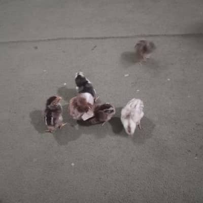 I was sealing my chickes