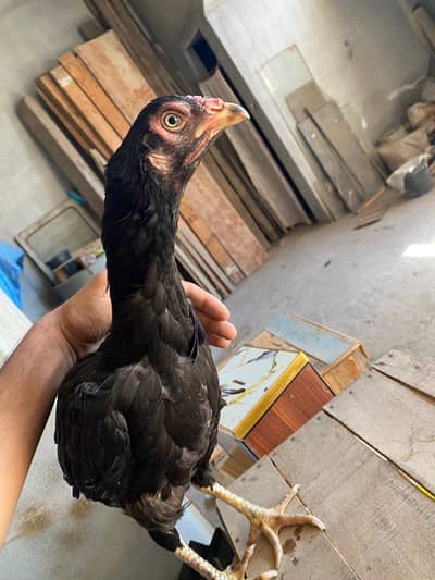 Aseel Murgiiii for sale