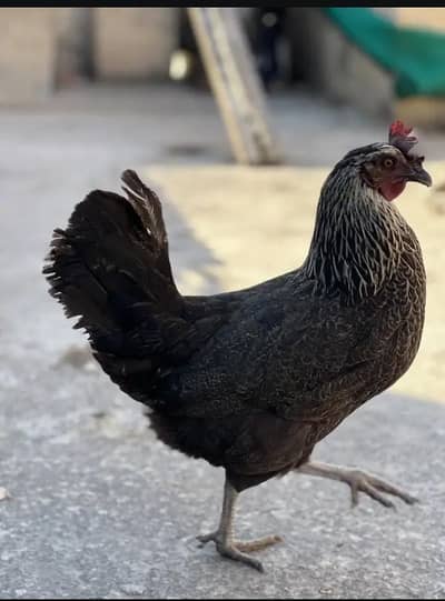 desi misri eggs laying hen sale and exchange possible