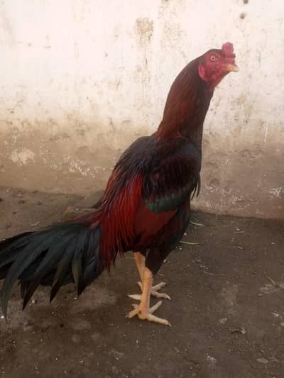 HIGH QUALITY HIGH PRICE 2 ASEEL MIAWALI MURGA AVAILABLE