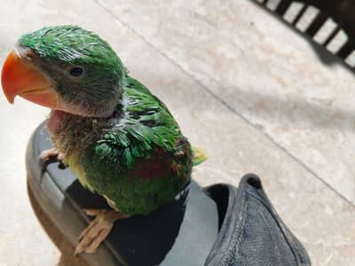raw parrot baby for hand tame (Pahari tota)