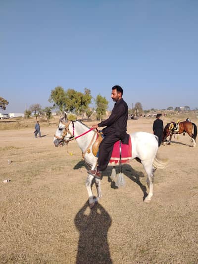horse for sale