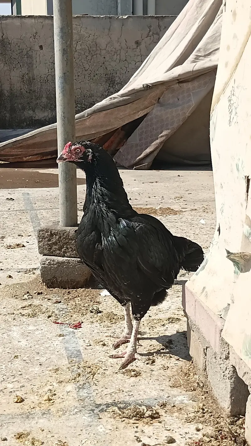 Aseel Murgi — photo 2