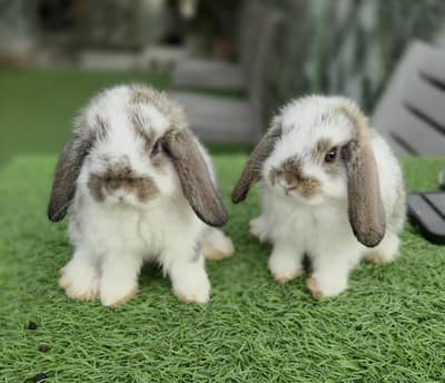 Holland Lop Rabbits