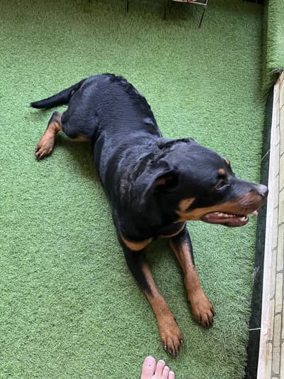 Rottweiler Female