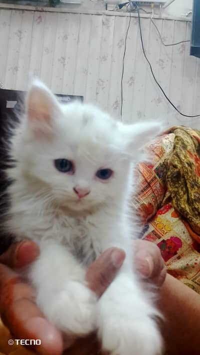 persian cats (3months)