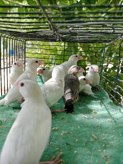 9 white & 1 grey split fown