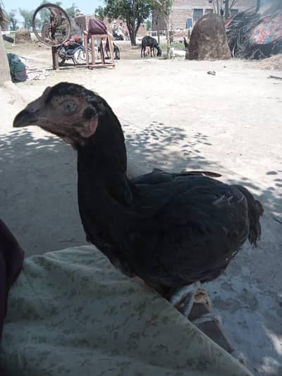 aseel hen top class Pakistani shamo breeder