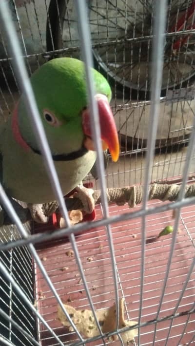 only call me urgent sale need to cash 03020066870