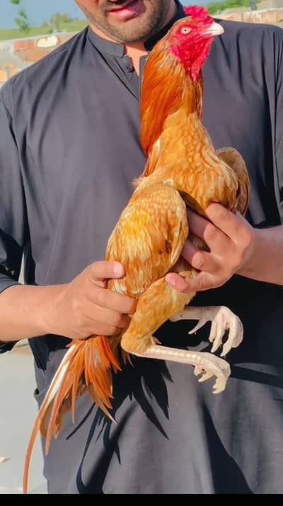 Aseel Mianwali / Mushka Lasai / Aseel /  Eggs lying hens for sale